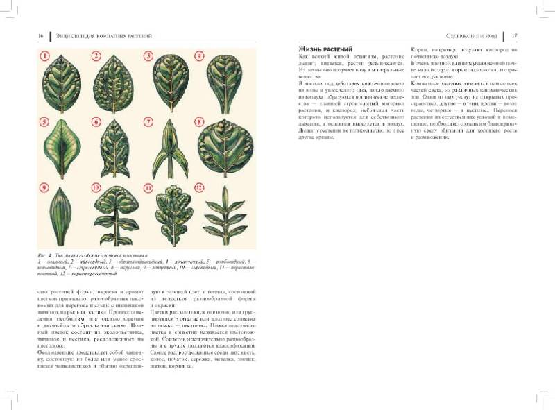 Иллюстрация 22 из 49 для Энциклопедия комнатных растений - Рак, Степура, Степура | Лабиринт - книги. Источник: Юта