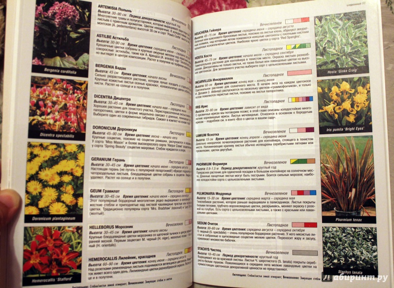 Иллюстрация 6 из 33 для Все о контейнерных растениях - Дэвид Хессайон | Лабиринт - книги. Источник: Голуб  Наталья