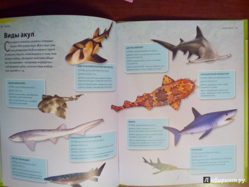 Иллюстрация 12 из 19 для Акулы | Лабиринт - книги. Источник: Живилова  Юлия