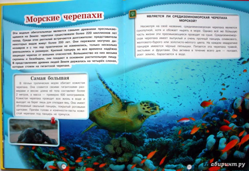 Иллюстрация 5 из 6 для Подводный мир - Дмитрий Кошевар | Лабиринт - книги. Источник: Сидоренко  Сергей