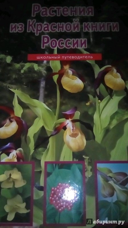 Иллюстрация 21 из 28 для Растения из Красной книги России - Юлия Дунаева | Лабиринт - книги. Источник: Смирнова Марина