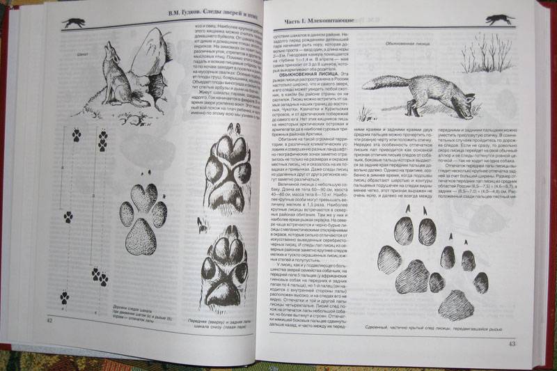 Иллюстрация 5 из 42 для Следы зверей и птиц. Энциклопедический справочник-определитель - Вадим Гудков | Лабиринт - книги. Источник: Карпова  Татьяна Васильевна
