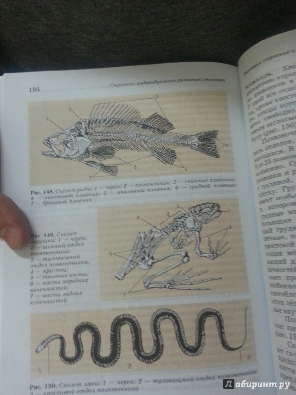 Иллюстрация 19 из 39 для Биология. Животные. 7 класс. Учебник - Латюшин, Шапкин | Лабиринт - книги. Источник: Den