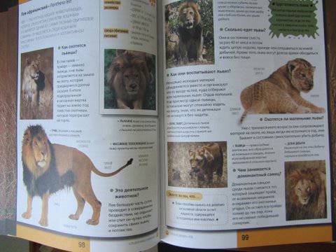Иллюстрация 24 из 28 для Большая книга о  животных - Джудичи, Каневаро, Ратто | Лабиринт - книги. Источник: EVVA888