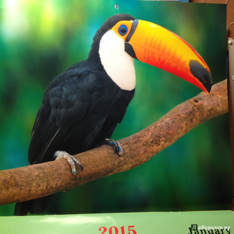 Иллюстрация 3 из 15 для Календарь настенный на 2015 год "Яркие птицы" (КС121506) | Лабиринт - сувениры. Источник: Ноздрина  Светлана Олеговна