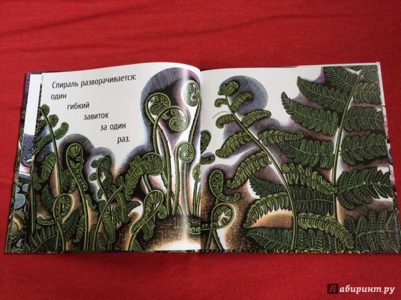 Иллюстрация 42 из 65 для Живые спирали - Джойс Сидман | Лабиринт - книги. Источник: Сан Санна