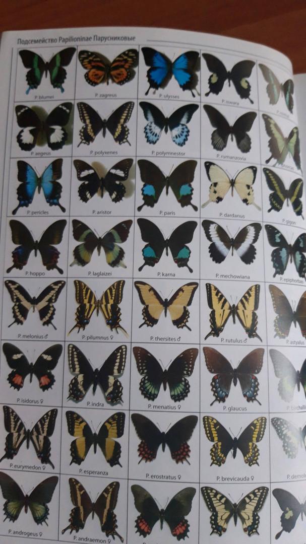 Иллюстрация 6 из 7 для Энциклопедия дневных бабочек мира | Лабиринт - книги. Источник: Лабиринт