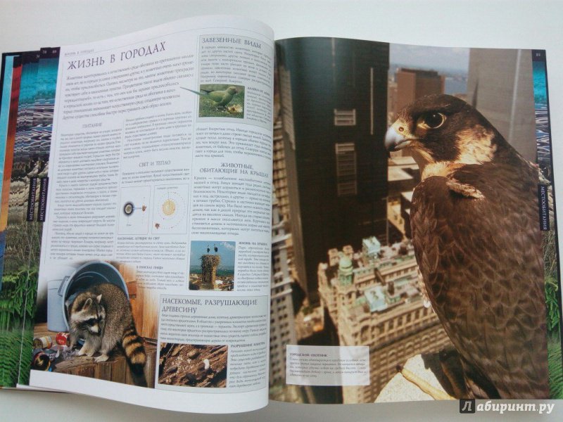 Иллюстрация 35 из 46 для Животные | Лабиринт - книги. Источник: VALERIYA