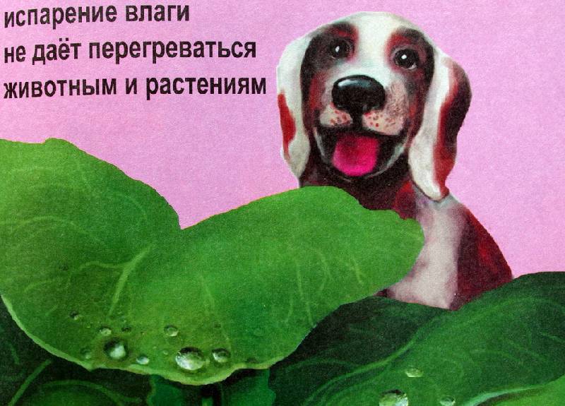 Иллюстрация 14 из 25 для Настоящая ботаника для мальчиков и девочек - Антонина Лукьянова | Лабиринт - книги. Источник: Валерия