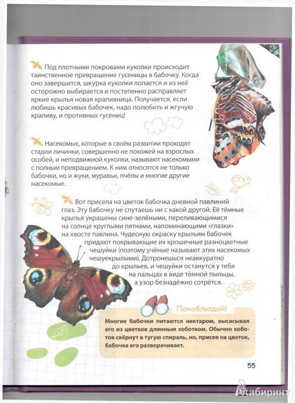 Иллюстрация 11 из 30 для Животные - Ирина Травина | Лабиринт - книги. Источник: Юлия Короткова