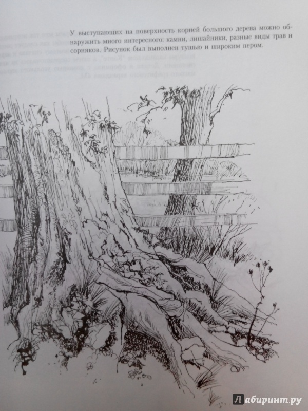 Иллюстрация 4 из 15 для Учитесь рисовать природу - Мойра Хантли | Лабиринт - книги. Источник: Lju
