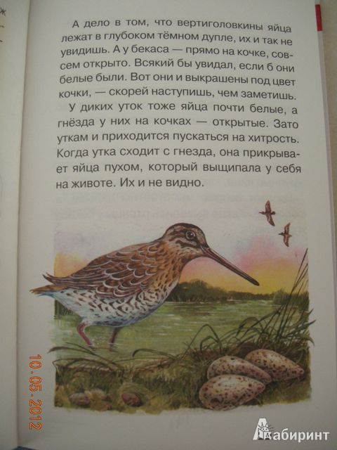 Иллюстрация 28 из 35 для Лесные детёныши - Виталий Бианки | Лабиринт - книги. Источник: Honeyed