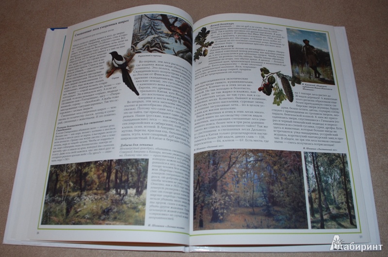 Иллюстрация 11 из 33 для Загадки леса - Светлана Лаврова | Лабиринт - книги. Источник: Книжный кот