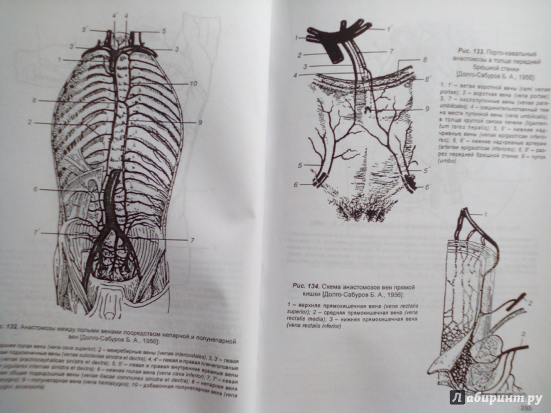 Иллюстрация 35 из 35 для Ангионеврология - Олег Калмин | Лабиринт - книги. Источник: Кувшинова  Таня Константиновна