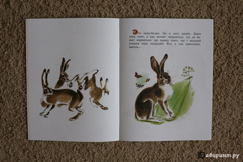 Иллюстрация 27 из 59 для Как заяц в лесу живёт - Вера Чаплина | Лабиринт - книги. Источник: дважды