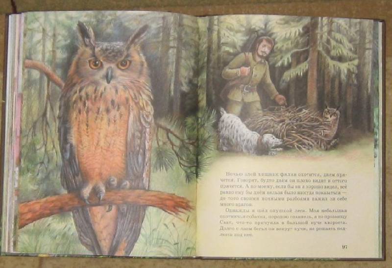 Иллюстрация 37 из 47 для Рассказы о животных - Михаил Пришвин | Лабиринт - книги. Источник: акка