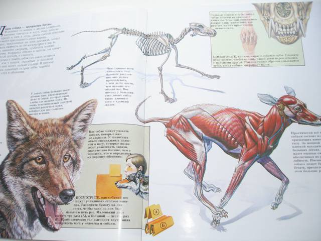 Иллюстрация 61 из 96 для Мир животных (17 книг в боксе) | Лабиринт - книги. Источник: Осьминожка
