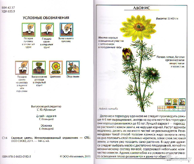 Иллюстрация 2 из 5 для Садовые цветы | Лабиринт - книги. Источник: Трубадур