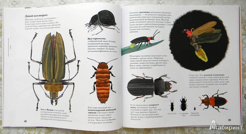 Иллюстрация 19 из 43 для В мире жуков. Интересные факты о животных - Стив Дженкинс | Лабиринт - книги. Источник: Раскова  Юлия