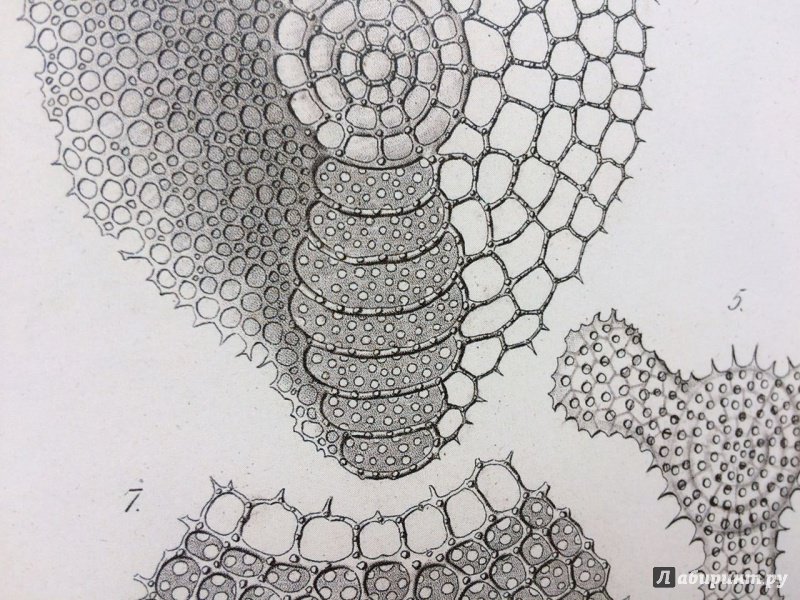 Иллюстрация 12 из 15 для Красота форм в морских глубинах - Эрнест Геккель | Лабиринт - книги. Источник: lo