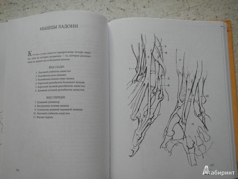 Иллюстрация 2 из 6 для Конструктивная анатомия: руководство по рисованию фигуры человека - Джордж Бриджмен | Лабиринт - книги. Источник: Нетребо  Даниил