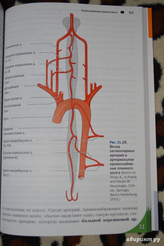 Иллюстрация 12 из 27 для Топический диагноз в неврологии по Петеру Дуусу. Анатомия. Физиология. Клиника - Бер, Фротшер | Лабиринт - книги. Источник: Лабиринт