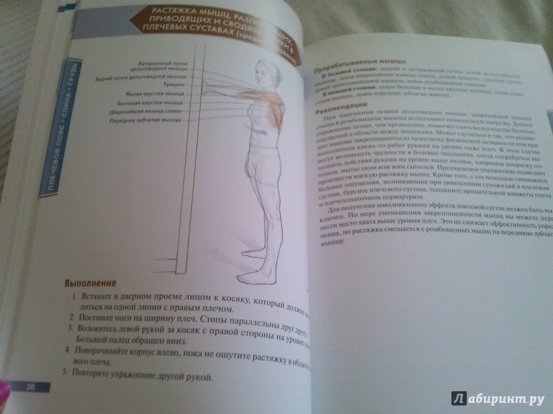 Иллюстрация 22 из 73 для Анатомия упражнений на растяжку - Нельсон, Кокконен | Лабиринт - книги. Источник: Анна