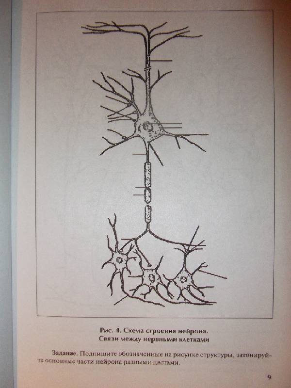 Иллюстрация 5 из 8 для Практическое пособие по анатомии и физиологии центральной нервной системы - Новикова, Полякова, Лебедев | Лабиринт - книги. Источник: Ведина