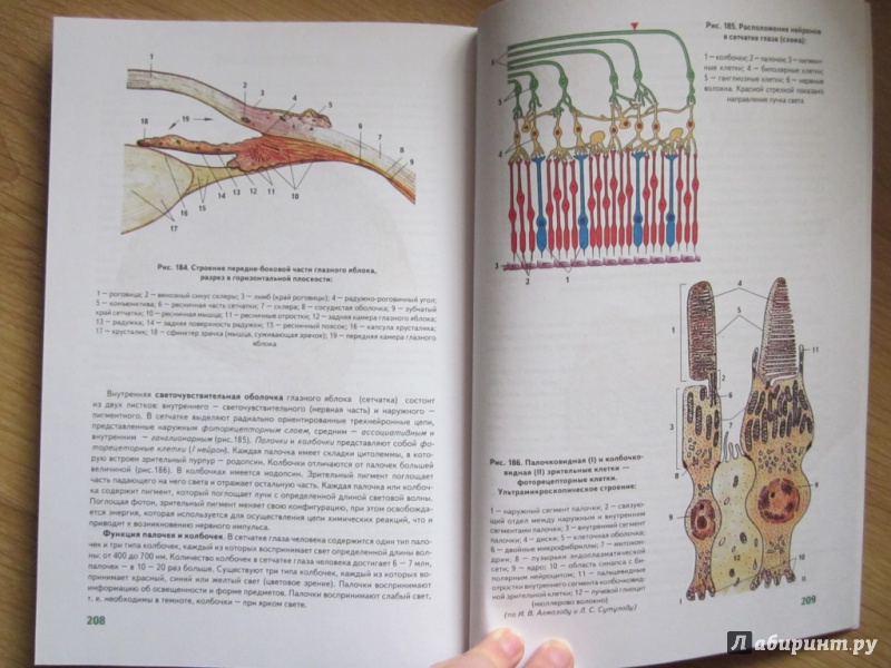 Иллюстрация 15 из 16 для Анатомия человека - Билич, Крыжановский | Лабиринт - книги. Источник: Белослава7