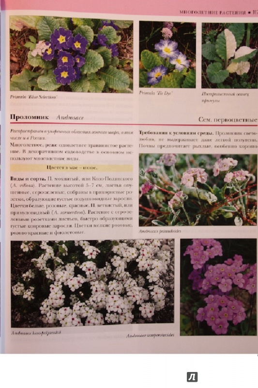 Иллюстрация 21 из 34 для Садовые растения от А до Я - Валентин Воронцов | Лабиринт - книги. Источник: С  Т