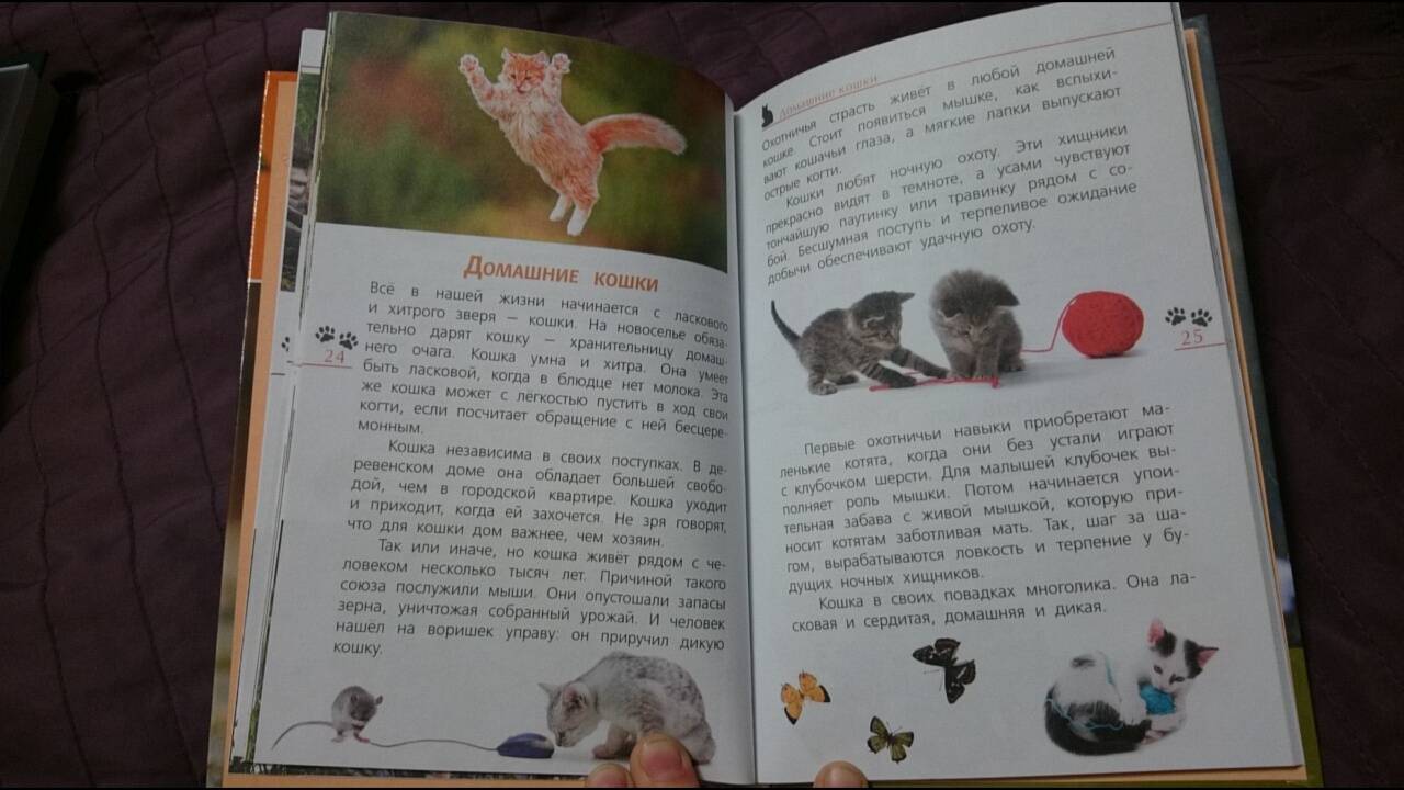 Иллюстрация 24 из 28 для Кошки дикие и домашние - Александр Тихонов | Лабиринт - книги. Источник: anka46