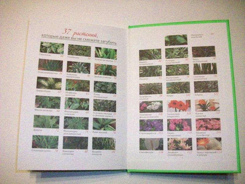 Иллюстрация 1 из 6 для 37 растений, которые даже вы не сможете загубить - Мери Хоган | Лабиринт - книги. Источник: Иванна