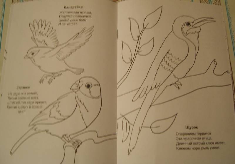 Иллюстрация 6 из 14 для Кто умеет летать - Скребцова, Лопатина | Лабиринт - книги. Источник: Tatka