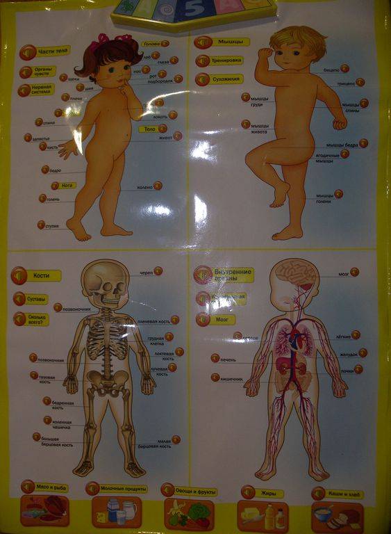 Иллюстрация 1 из 18 для Говорящая анатомия (13129) | Лабиринт - игрушки. Источник: Мариста