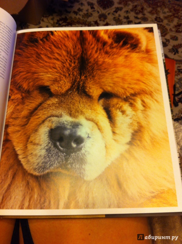 Иллюстрация 3 из 40 для Собаки. Иллюстрированная энциклопедия - Тамсин Пикерел | Лабиринт - книги. Источник: Schani