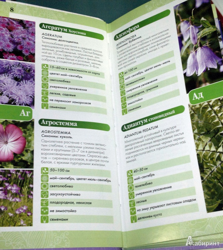 Иллюстрация 7 из 18 для Садовые цветы (Ваш мини-эксперт) | Лабиринт - книги. Источник: Леонид Сергеев