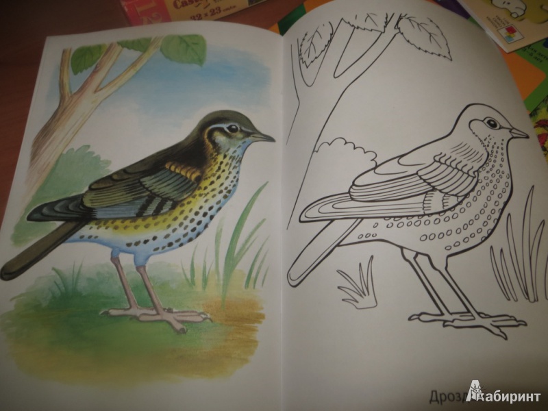 Иллюстрация 11 из 29 для Раскраска. Перелетные птицы | Лабиринт - книги. Источник: Ko-ren