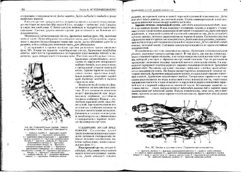 Иллюстрация 11 из 11 для Нормальная анатомия человека. В 2 томах. Том 1 - Иван Гайворонский | Лабиринт - книги. Источник: Юта