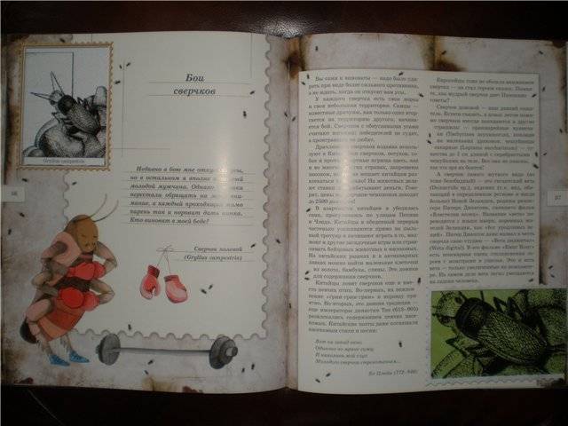Иллюстрация 46 из 103 для Письма насекомых - Ольга Кувыкина | Лабиринт - книги. Источник: Гостья