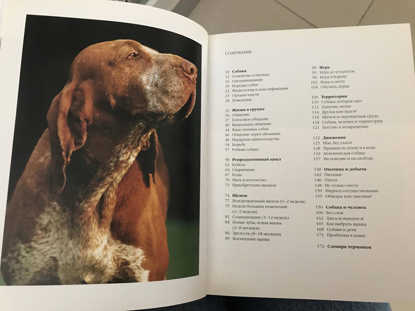 Иллюстрация 18 из 19 для Как общаться с собакой. Практическое руководство - Капра, Роботти | Лабиринт - книги. Источник: Ноговицина  Полина