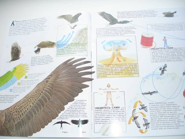 Иллюстрация 70 из 96 для Мир животных (17 книг в боксе) | Лабиринт - книги. Источник: Осьминожка