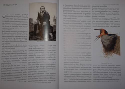 Иллюстрация 19 из 31 для Птицы Америки (в футляре) - Джеймс Одюбон | Лабиринт - книги. Источник: Наталья Бухтиярова