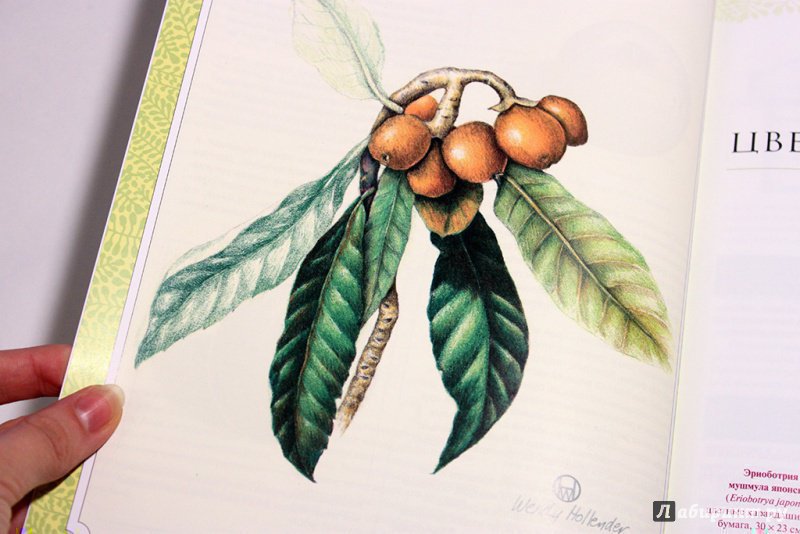 Иллюстрация 35 из 40 для Ботаническая иллюстрация - Венди Холендер | Лабиринт - книги. Источник: Анна Оськина