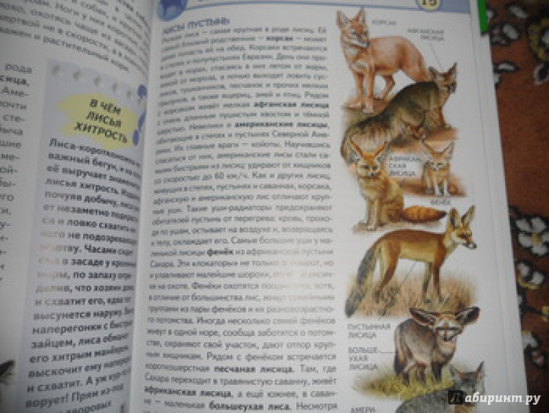 Иллюстрация 12 из 29 для Хищные животные. Опасные, дикие, домашние - Юлия Школьник | Лабиринт - книги. Источник: юлия д.