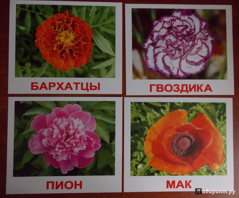 Иллюстрация 7 из 22 для Комплект карточек "Цветы" (16,5х19,5 см) - Носова, Епанова | Лабиринт - игрушки. Источник: Sweet mama