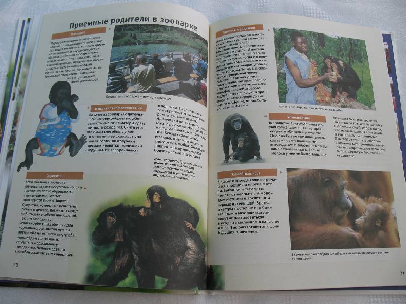 Иллюстрация 27 из 28 для Человекообразные обезьяны - Витус Дрешер | Лабиринт - книги. Источник: tayana