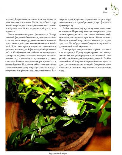 Иллюстрация 4 из 16 для Комнатные растения дарят здоровье - Николай Азарушкин | Лабиринт - книги. Источник: Золотая рыбка