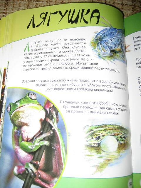 Иллюстрация 7 из 21 для Животные - Игорь Павлинов | Лабиринт - книги. Источник: М-и-л-е-н-а