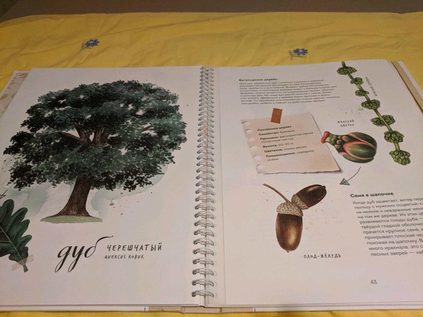 Иллюстрация 115 из 126 для Мой гербарий. Листья деревьев - Анна Васильева | Лабиринт - книги. Источник: Krutova-Harper Olga