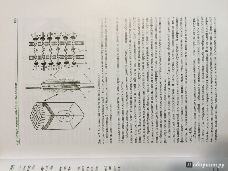 Иллюстрация 19 из 30 для Гистология, эмбриология, цитология. Учебник - Афанасьев, Юрина, Алешин | Лабиринт - книги. Источник: 8877